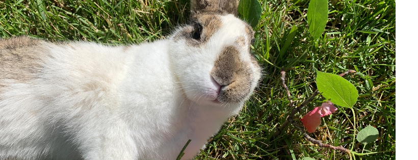Happy Rabbit Sanctuary, Inc.