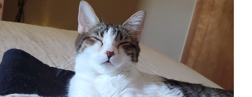 AZ CLAWS Animal Rescue