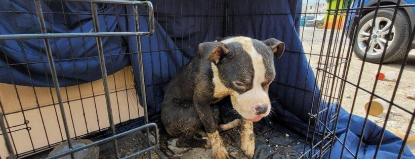 Animal Resource Funding Foundation