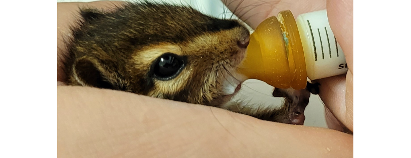 Elizabeth's Wildlife Centre