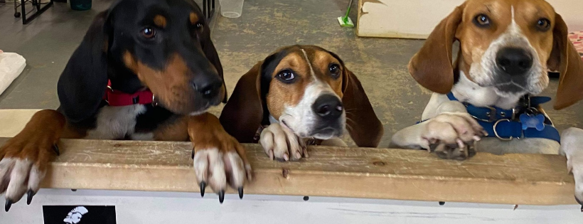 Helpless Hounds Dog Rescue
