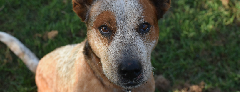 Nanas Animal Rescue Inc
