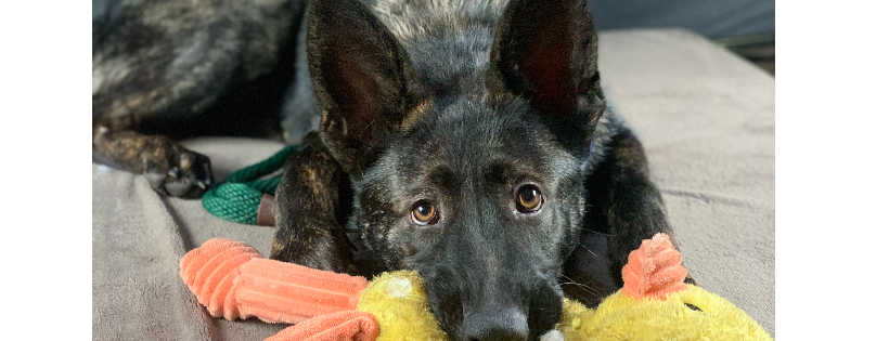 Malinois Rescue League