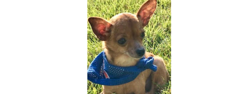 Rescue Tails Animal Welfare Inc