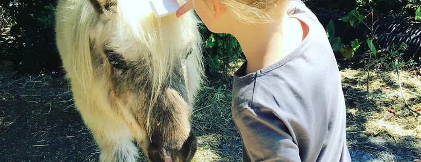 River Road Equine Assisted Learning Inc.