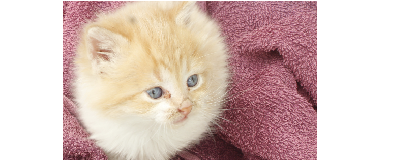 Adelaide Kitten Rescue Incorporated
