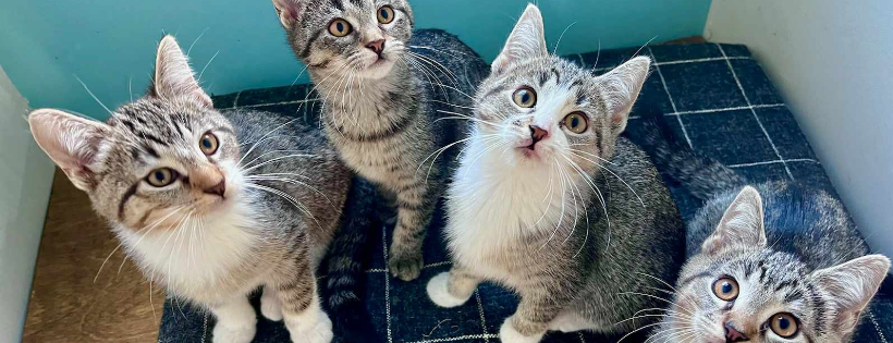 PAAW Pet Adoption Alternative of Warren