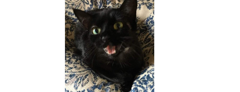 Home Sweet Home Animal Rescue of Long Island
