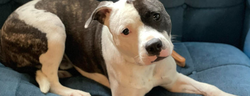 A Good Dog Rescue