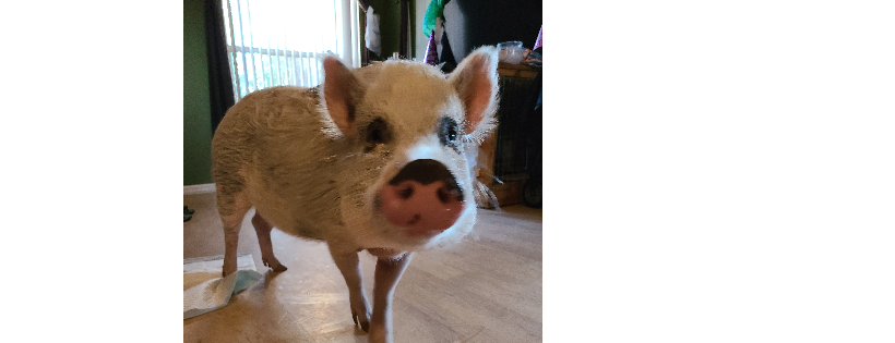 Piggy Protective Services