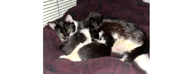 Feline Friends of Southwest Florida