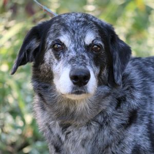 Grateful Acres Pets Sanctuary and Adoption Logo