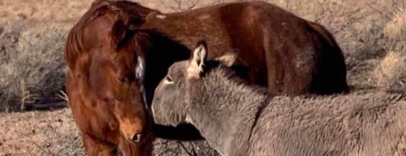 Equine Safe Haven