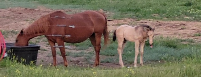 Epona Horse Rescue Inc