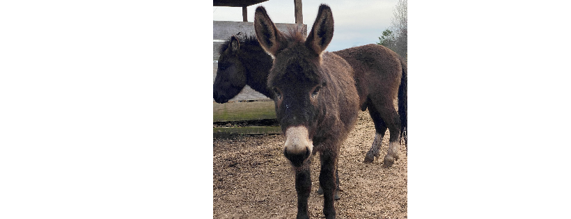 Long Ear Rescue