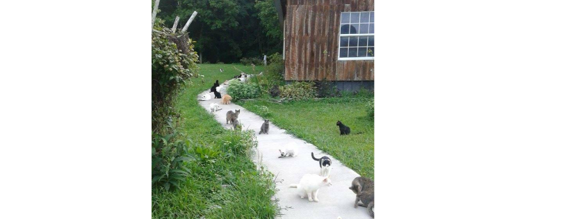 One Stray At A Time, Inc.