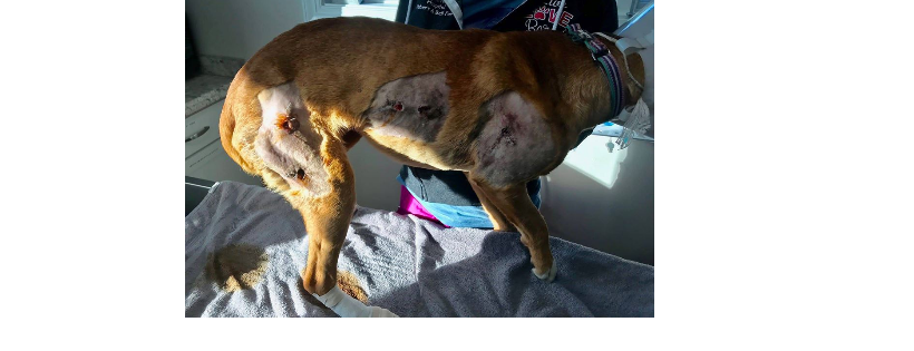 Operation Save A Shelter Dog