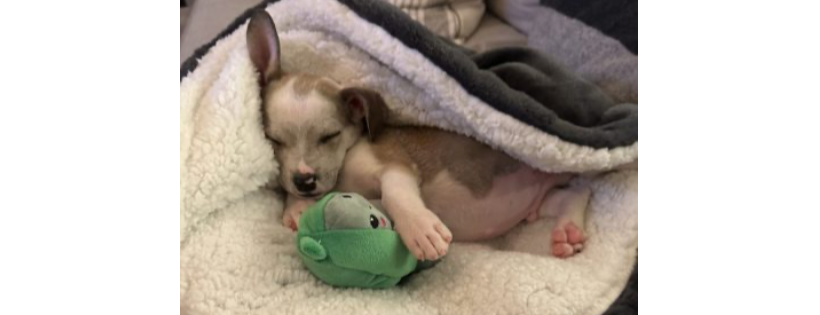 Promise 4 Paws