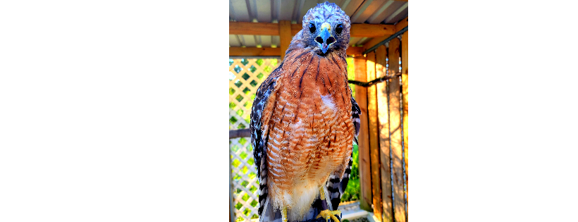 SkyWatch Bird Rescue