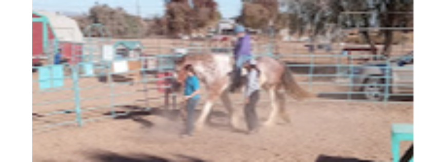 Saddles of Joy