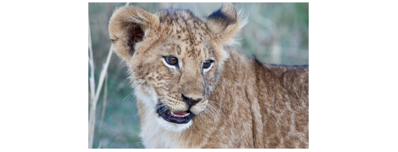 Law of the Wild