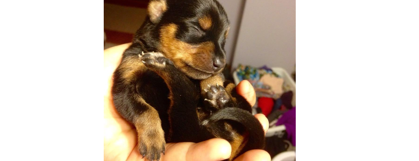 Deserving Pets Rescue