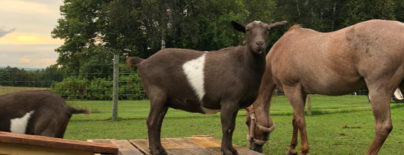 Lily's Place Animal Sanctuary