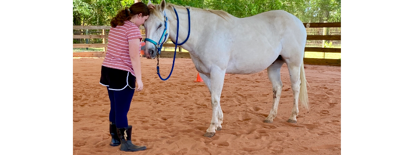 Equine Reflections, Inc.