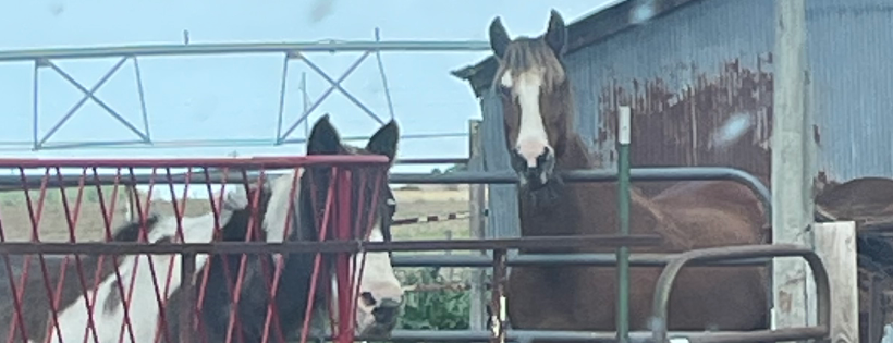 Heartlands Promise Sanctuary