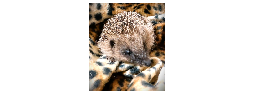 Hope for Hedgehogs Woodside