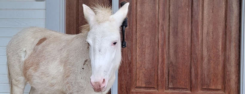 HodgePodge Farm & Rescue