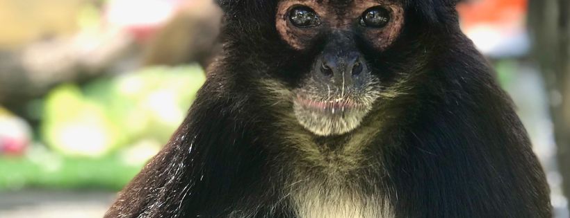 Primate Rescue Center