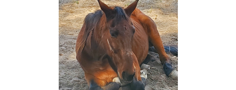 Dark B4 Dawn Equine Rehab and Rehoming
