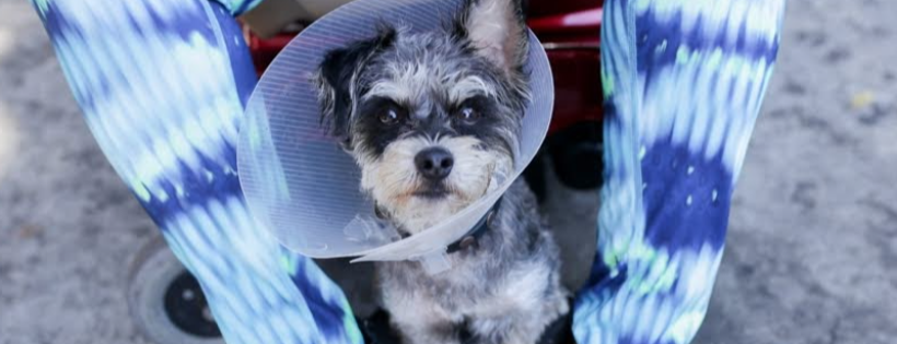 Downtown Dog Rescue