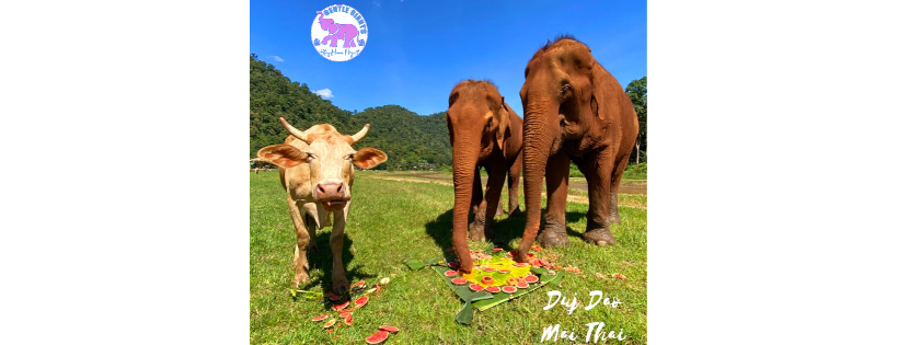 Gentle Giants Elephant Stay Home Project