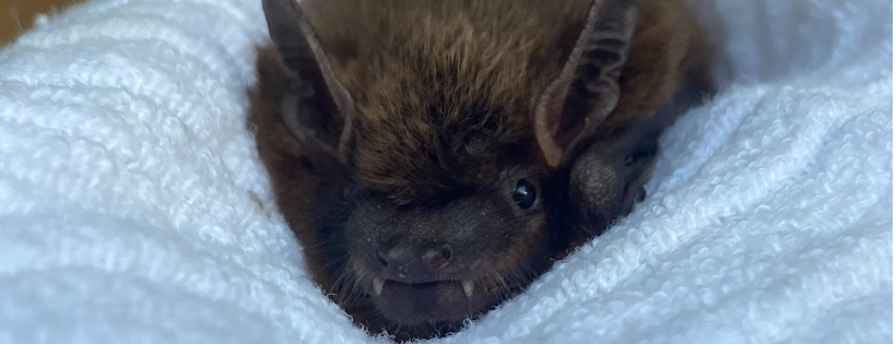 Pennsylvania Bat Rescue