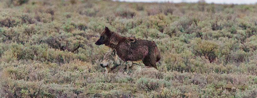 Wolves of the Rockies
