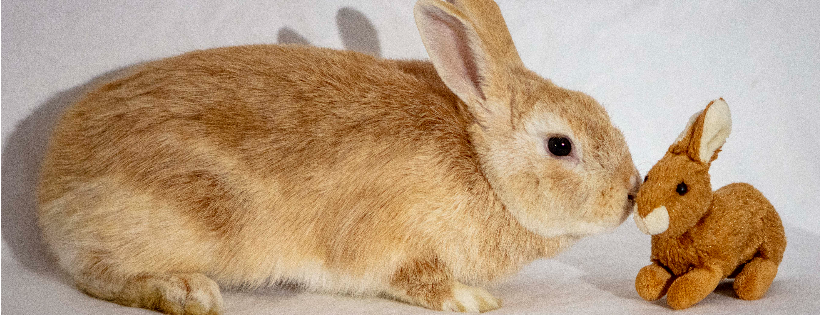 Napa Bunnies