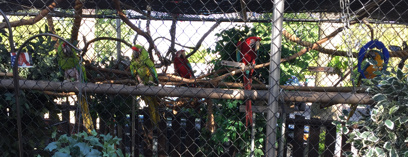 Kiki's playland parrot sanctuary and rescue