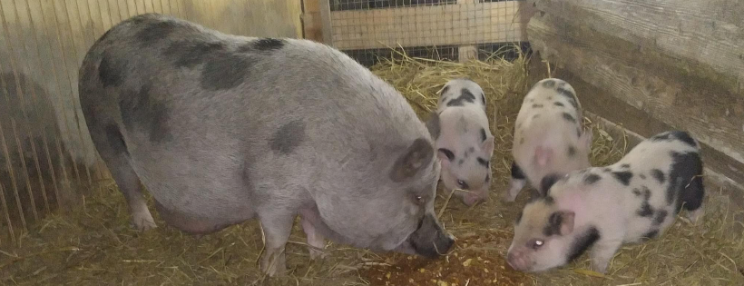 Steven’s Forever Farm Sanctuary