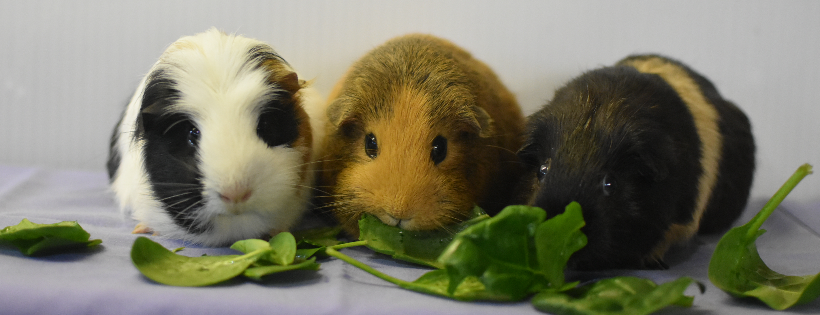 Nanas Animal Rescue Inc
