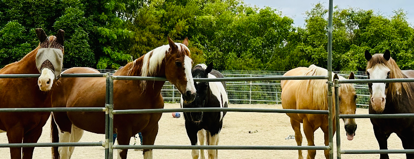 Laughing Pony Rescue, Inc