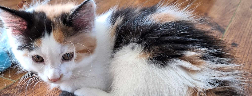Cats for Keeps Rescue Society