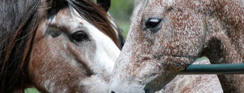 United States Equine Rescue League, Inc.