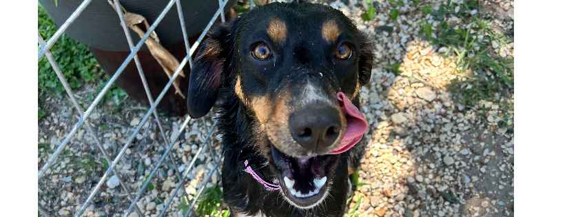 Charlie’s Wags and Whiskers