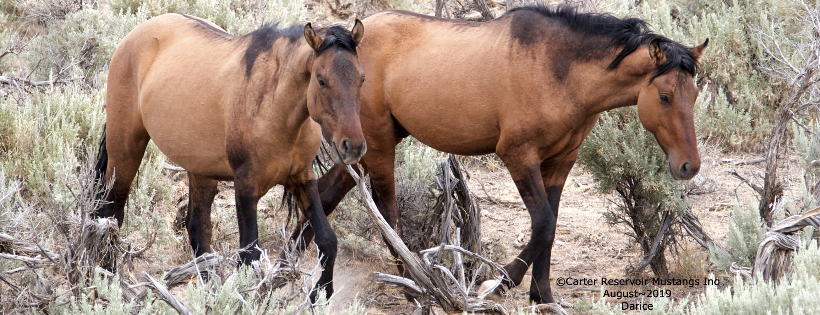 Carter Reservoir Mustangs Inc