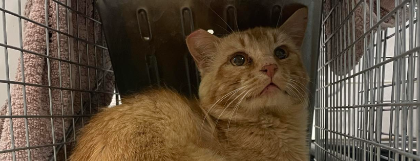Operation Community Cats