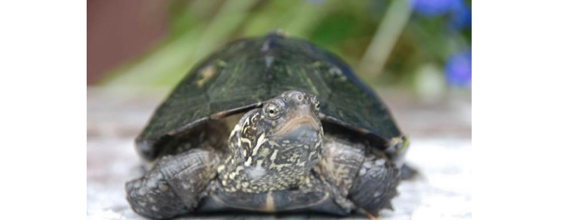 North Shore Turtle, Reptile & Amphibian Rescue Auckland