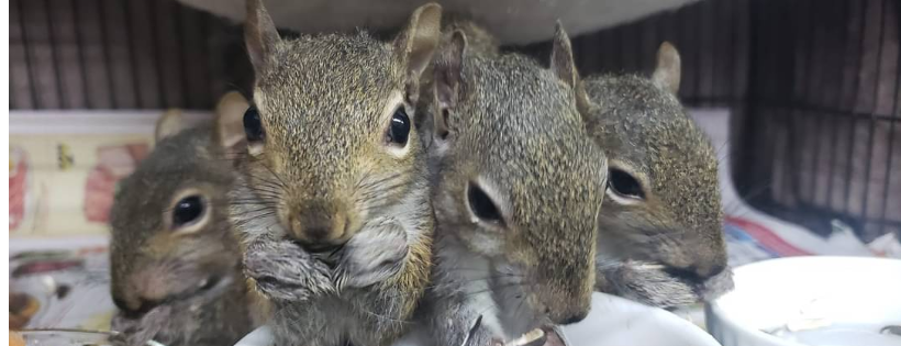 Florida Wild Mammal Association Inc