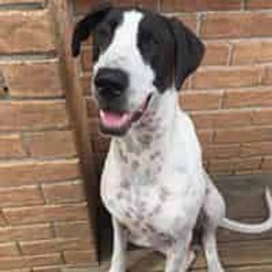 Tiki Animal Rescue